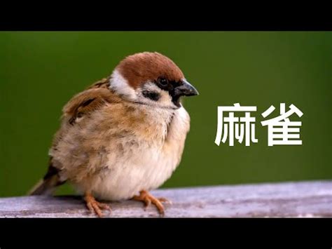 麻雀預兆|【麻雀進屋什麼意思】麻雀進宅，吉兆還是凶兆？揭秘麻雀進屋背。